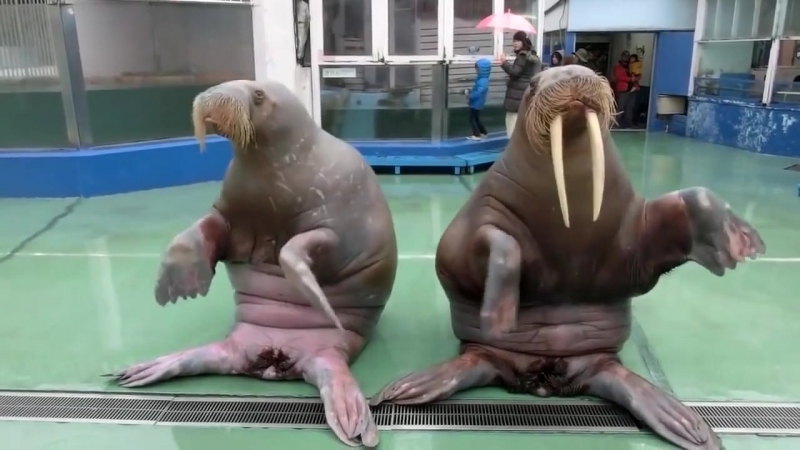 Моржи под ppap (vhs video)