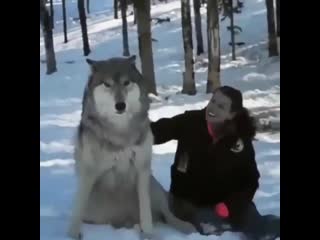 Grey wolf transforms into a good boy when he is visited by the people that helped raise their pack