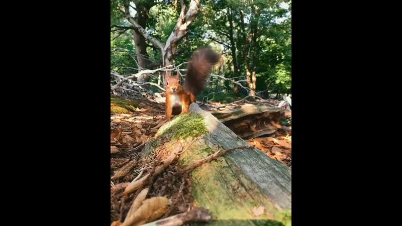 Наблюдай • очаровашка в лесу крупным планом 🐿️ @ alex stead источник