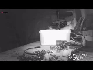 House proud mouse caught on camera tidying garden shed swns tv mp4