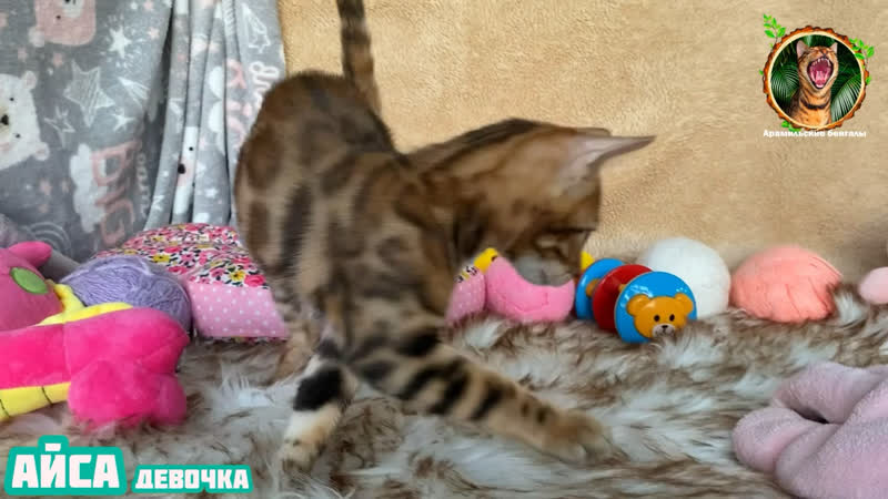 Айса девочка 🐈