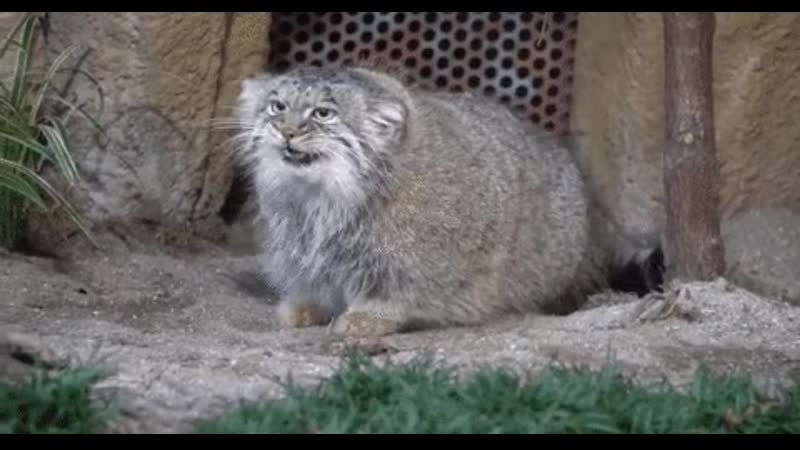 Манул | котэ | гифки