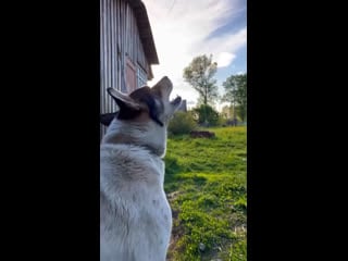 Душевная деревенская атмосфера 😍