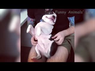 😁 funniest 🐶 dogs and 😻 cats awesome funny pet porn life videos 😇