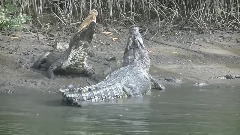 Взаимодействие самки гребнистого крокодила с пришлым самцом