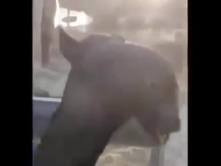 How lolis shower бкг