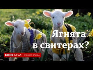 Спасение от печали ягнята в разноцветных свитерах покорили мир