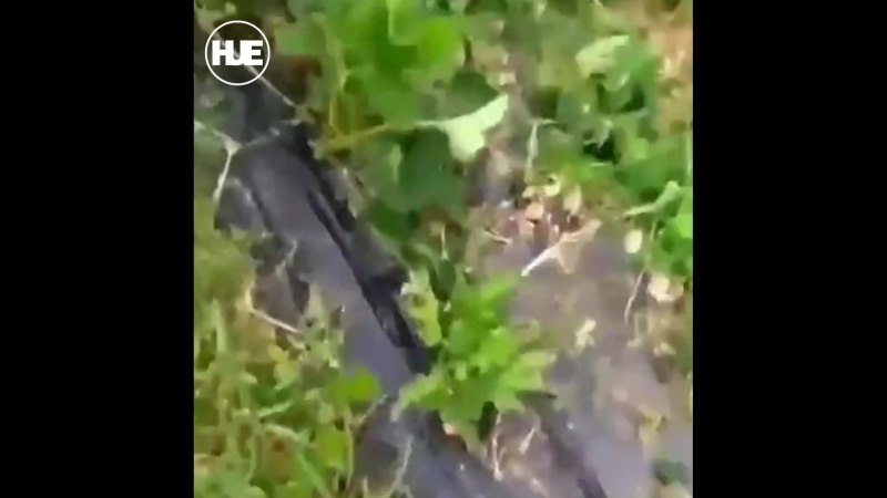 Клубники porn video – Под хабаровском мужчина на кроссовере передавил плантацию клубники