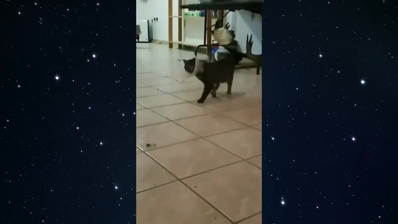 Летящей походкой к миске