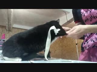 Хлоя подготоа к стерилизации