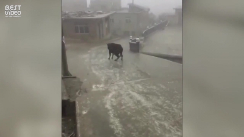 Молодые ледовые покатухи