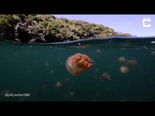 [caters clips] diver captures jellyfish floating in lake