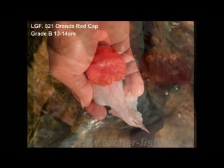 Lgf 021 oranda red cap grade b 13 14cm (а)