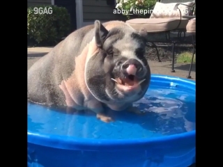 Свинки плещутся в маленьком бассейне