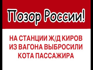 Житель санкт петербурга перевозил кота легально с оформлением билета, проводница выкинула его на станции киров (гтрк вятка)