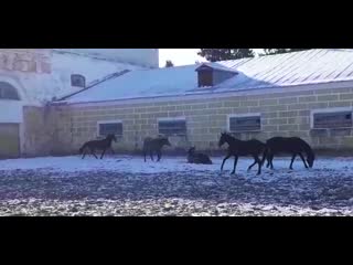 Кобылки 2018 г р 2 т/о