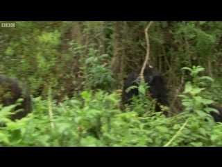 Silverback showing off to the females mountain gorilla bbc