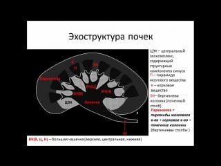 Ультразвуковая анатомия почек