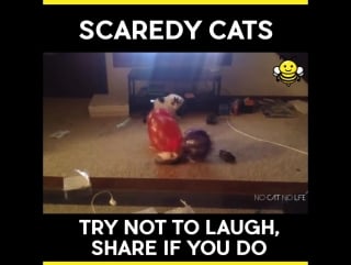 Seriously jumpy cats, no wonder why we love them so much 😍🐱