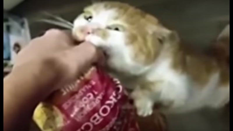 Боря! булку отдай! )))