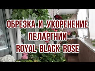 Обрезка и укоренение пеларгонии royal black rose выпуск от 22 03 23