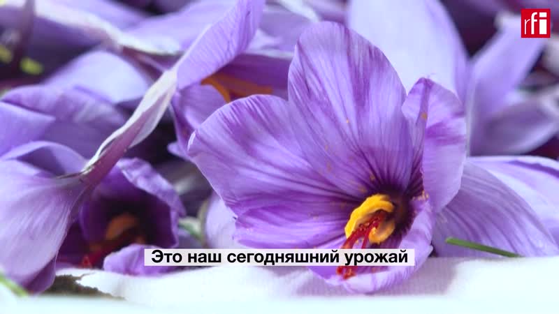 Легко ли вырастить шафран? рассказывают парижские фермеры