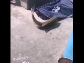 Surprise mazafaka😄 mp4