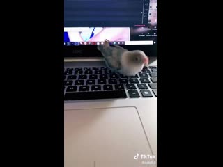 Birbs hub