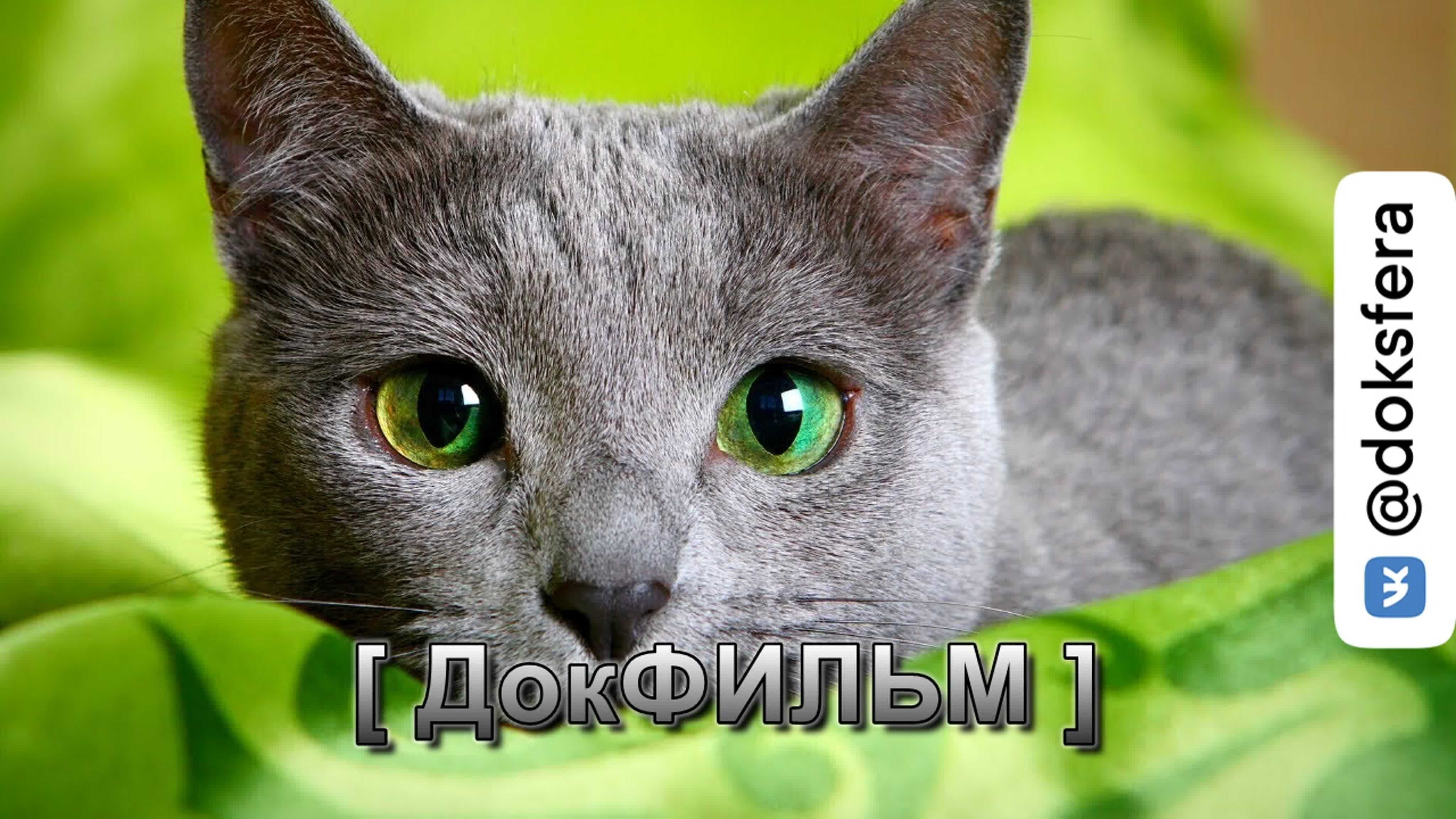 Николай дроздов рассказывает о кошках 🐈 документальный фильм [ доксфера ]