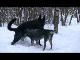 Два кобеля и течная сука, управление поведением, дрессироа молодые