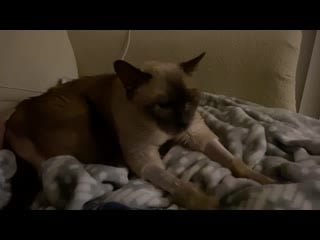 My 16 year old cat is back from the vet after a bad infection guess she’s feeling better since she is making biscuits with her