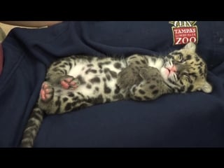 Catnapping clouded leopard cub