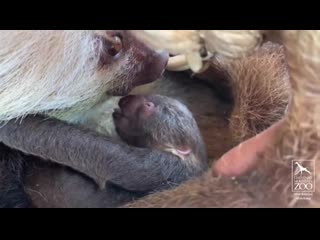 Baby sloth gives mother kisses