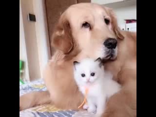 Patient golden retrievers lovingly cares for baby