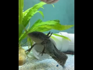 My female axolotl going ham on a minnow