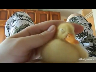 Мегапозитивный домашний утёнок