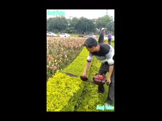 This man trimming a bush