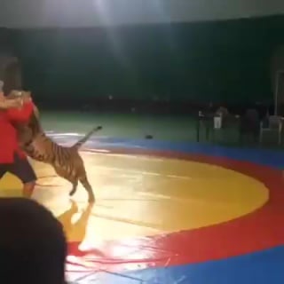 Volk slabee tigra,no v sambo ne vystupaet