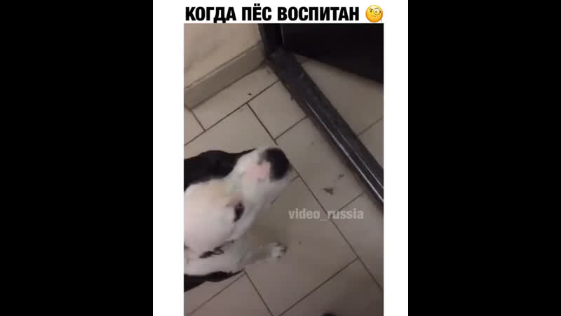 Воспитанный молодые 🐕