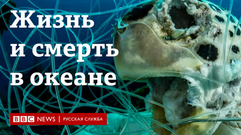 История одного снимка фото мертвой черепахи получило приз подводной фотографии