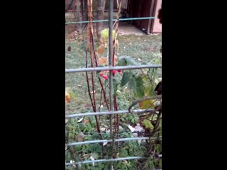 Vid 20201112 100118 mp4