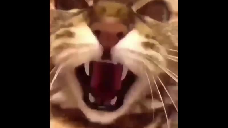 Котик мяукает