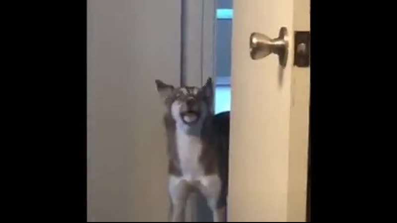 Arguing with this dоg sееms pоintlеss
