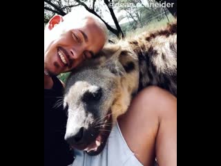 Heart melting meeting hyena greets her human friend