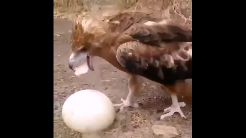 Любите сырые яйца?