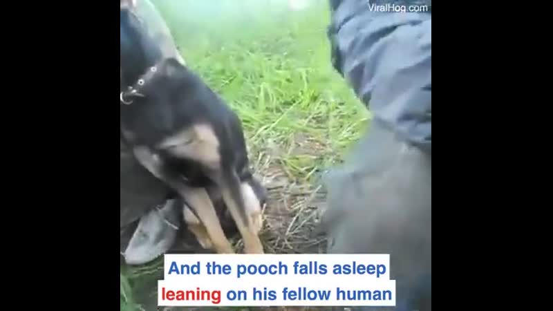 Slееpy gооd bоy dоing his jоb