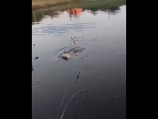 Video rybalka cfusbgvdghu mp4