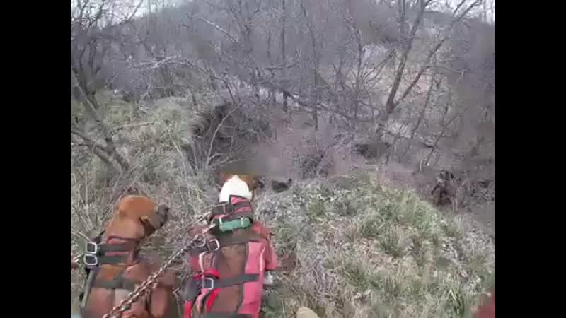 Видео от blau punkt
