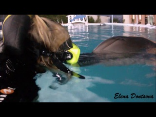 Dolphins porn video – Porn diving with dolphins