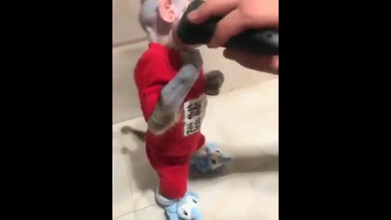 Побрили мартышку